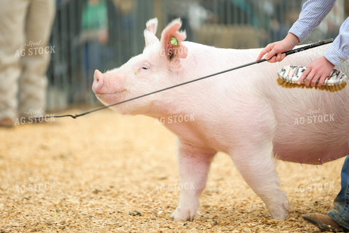 Showing Pigs 52310