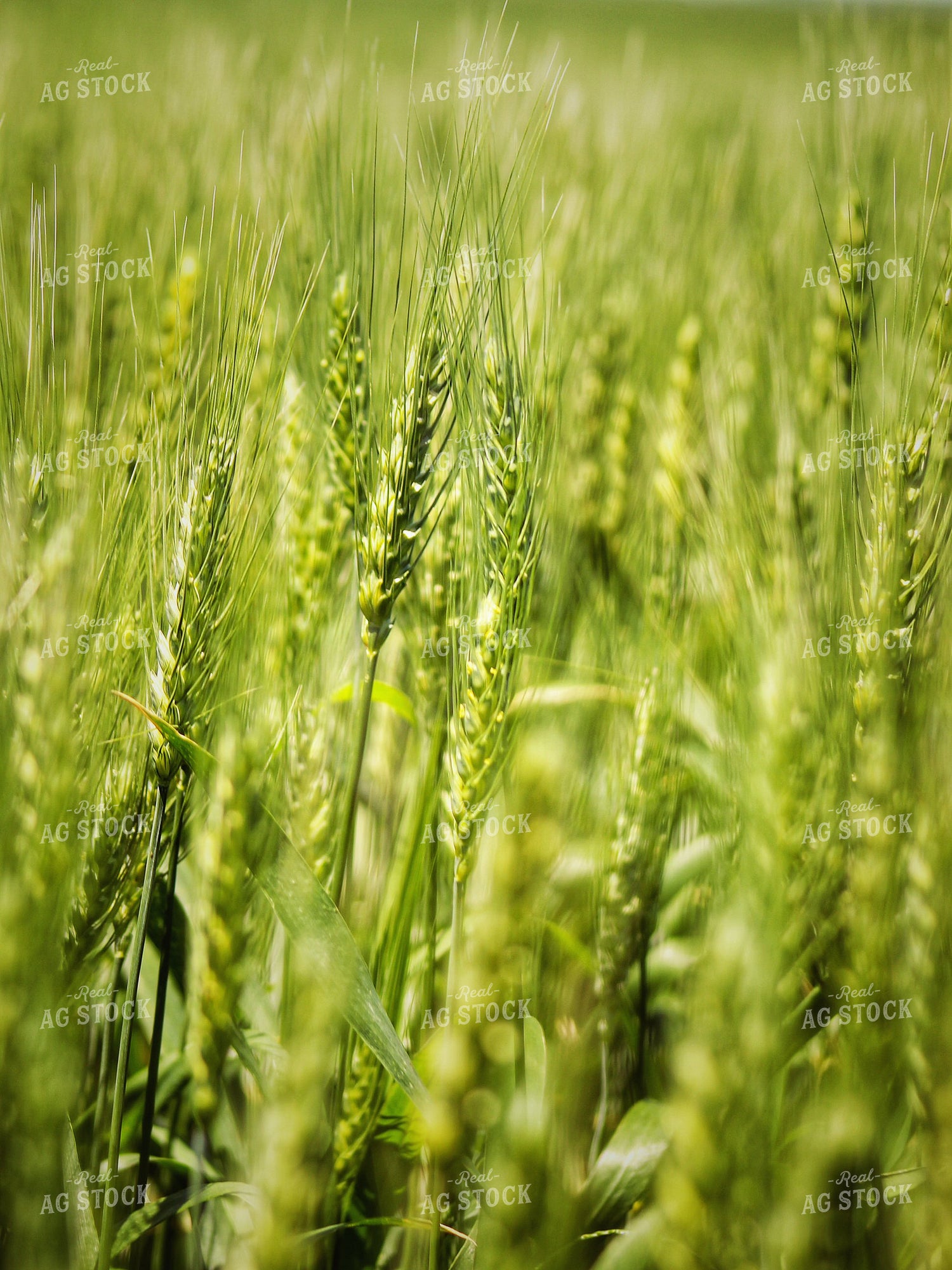 Midseason Wheat Head 141340