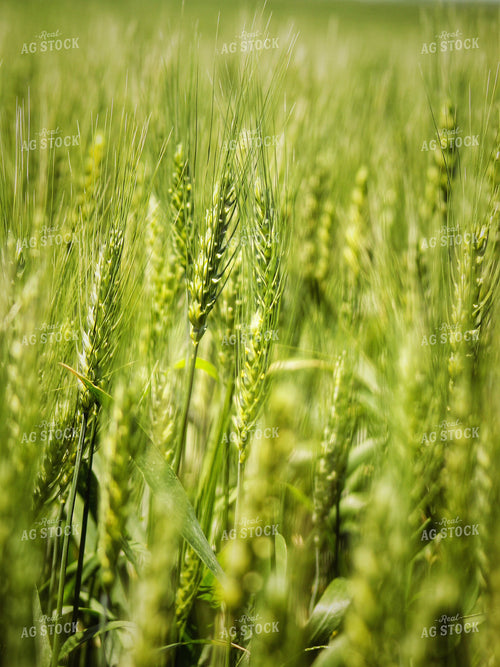 Midseason Wheat Head 141340