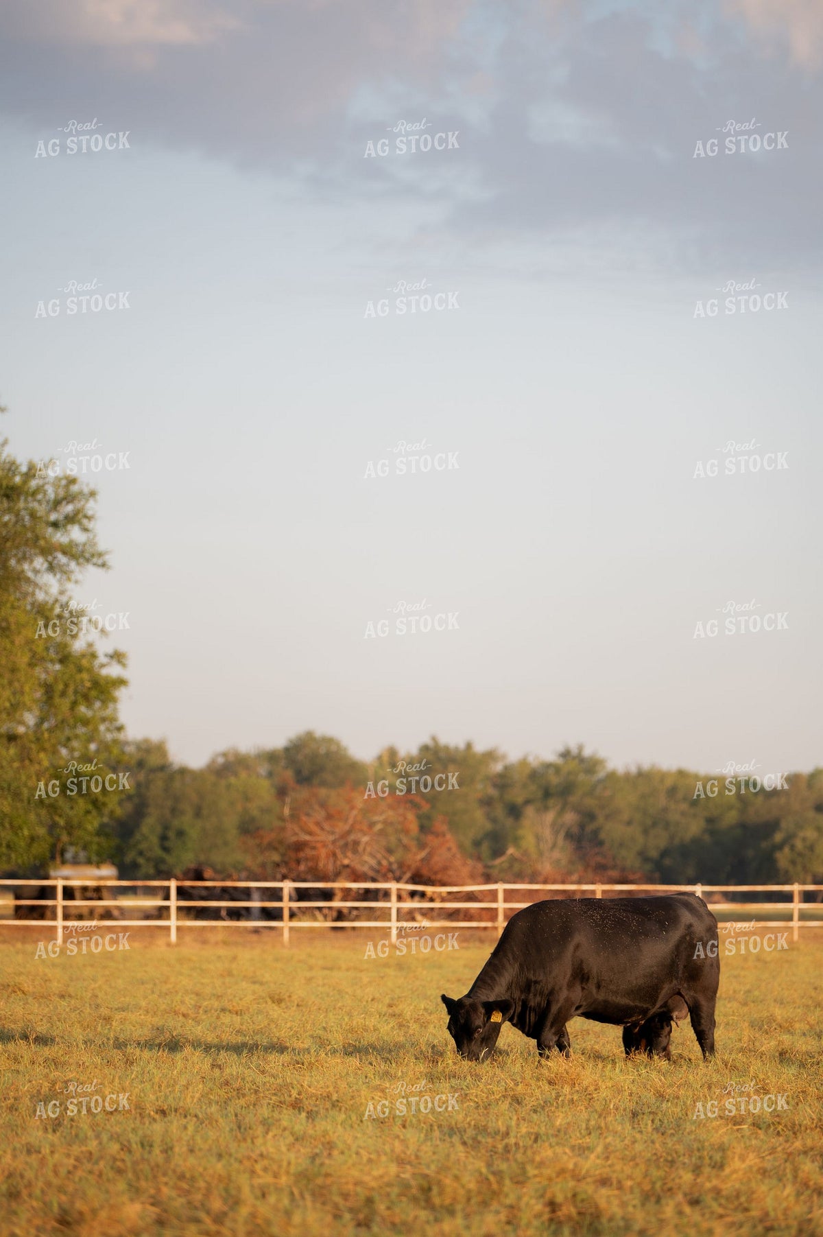 Black Angus Cow Grazing in Fenced Pasture at Golden Hour 402069