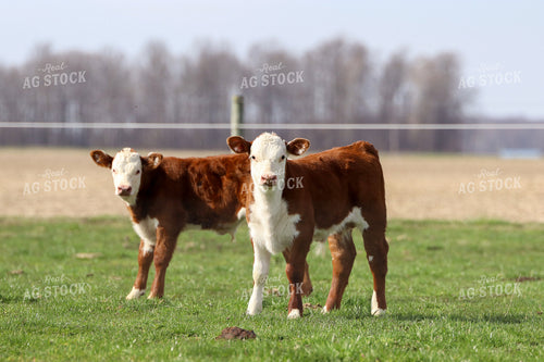 Hereford Calves in Pasture 109053