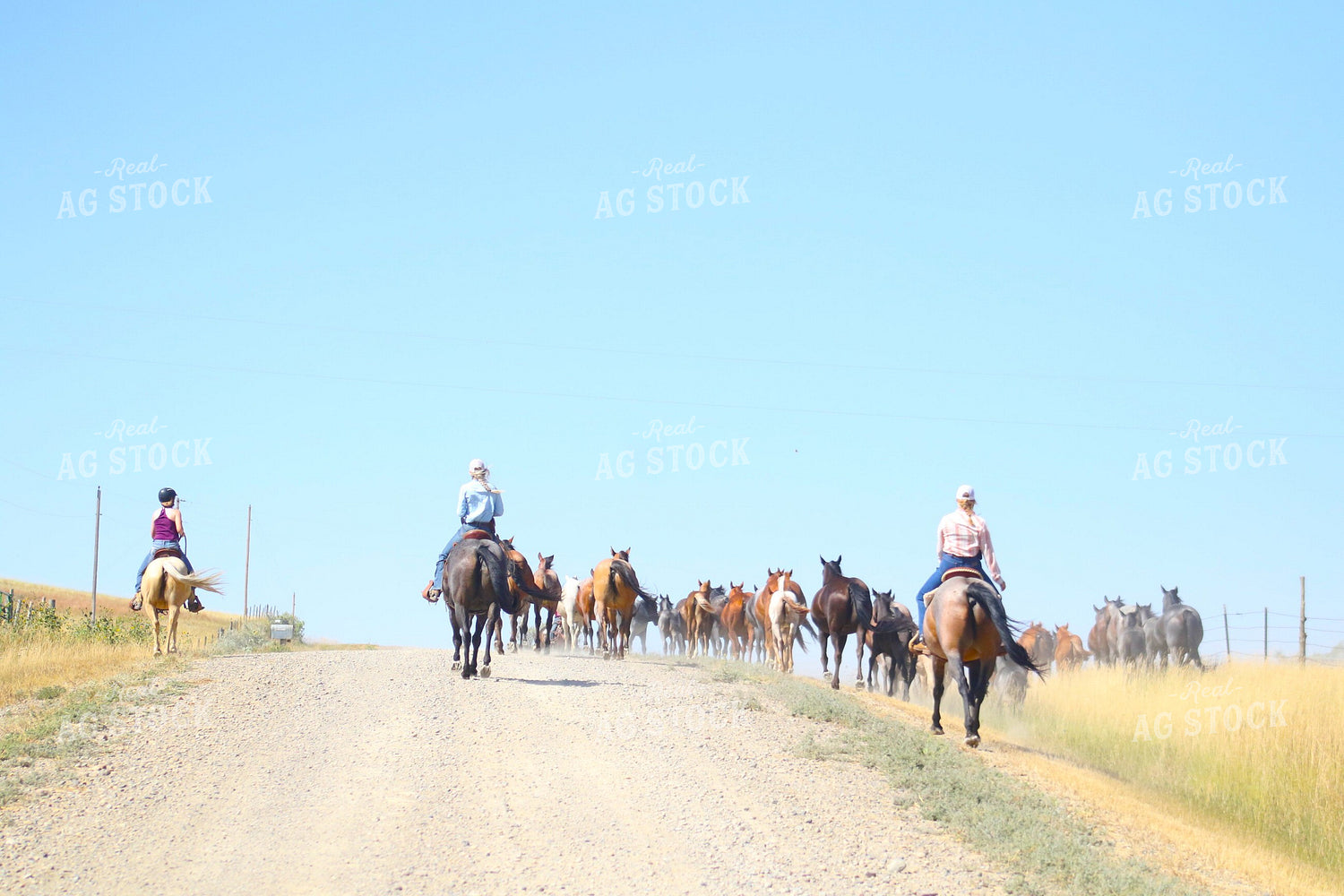 Moving Horses 183000