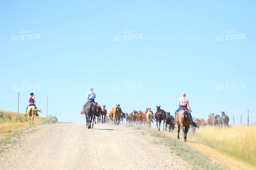 Moving Horses 183000