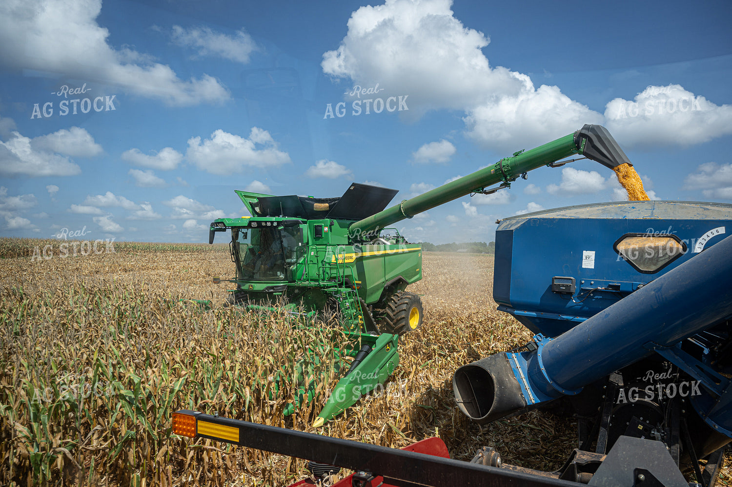 Corn Harvest 149146