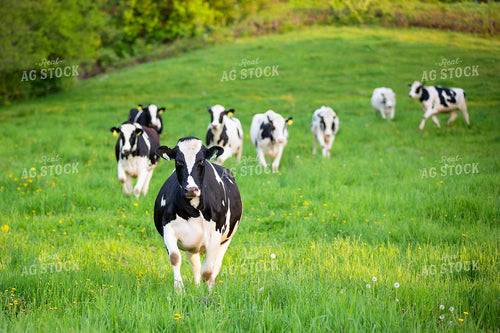 Holstein Dairy Cows in Pasture 55099