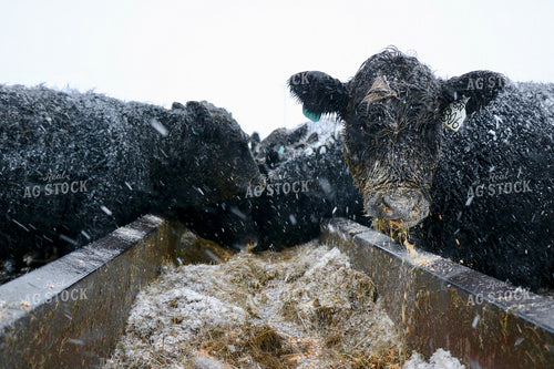 Snowy Cattle Eating at Feed Bunk 299303
