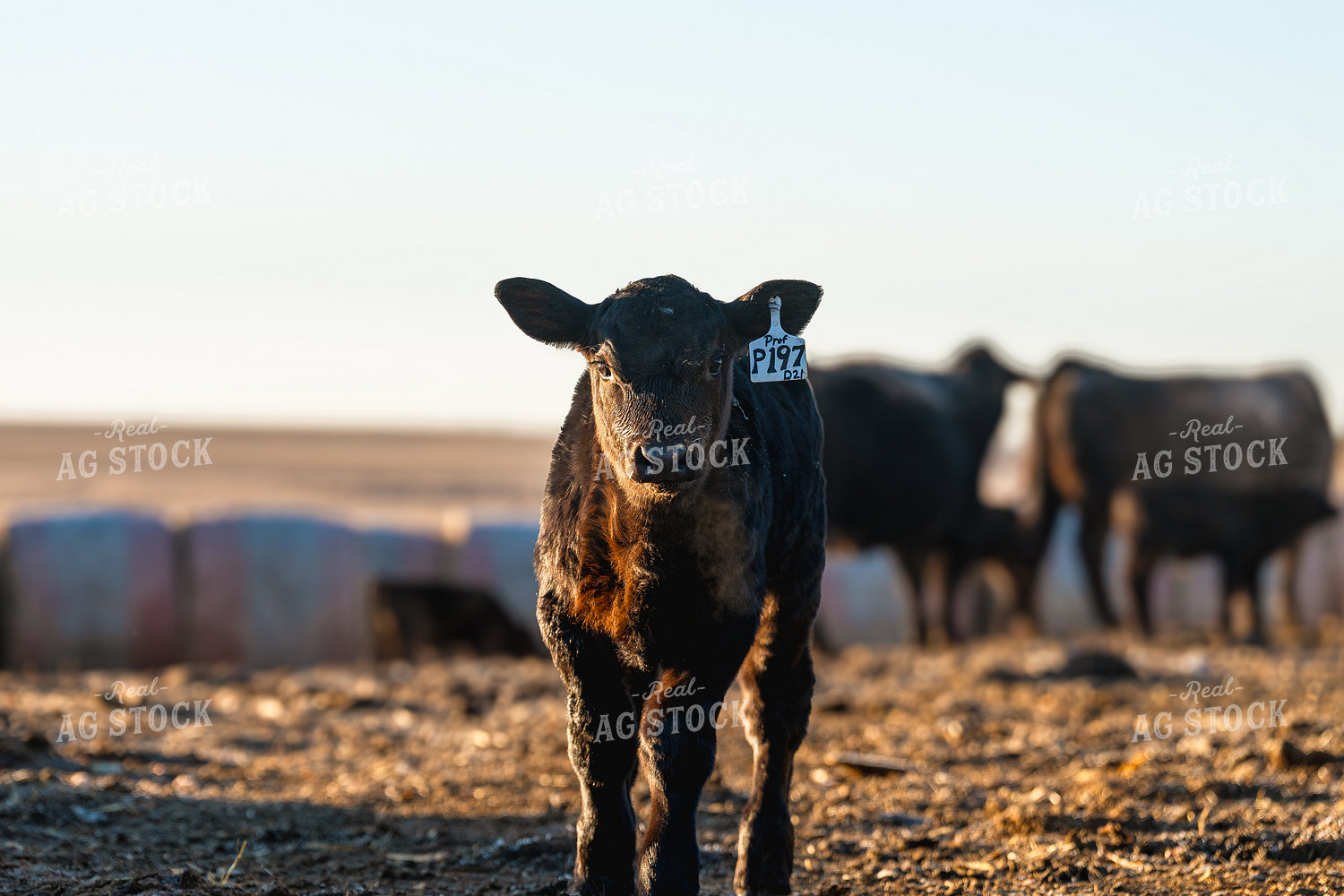 Simmental Calf 68342