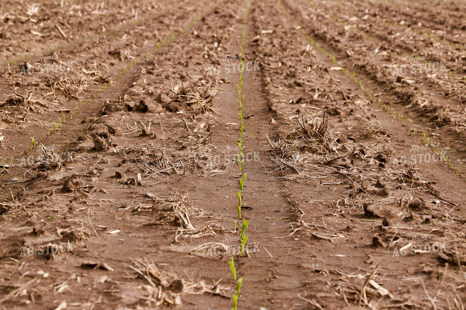 Early Growth Corn Field 299261