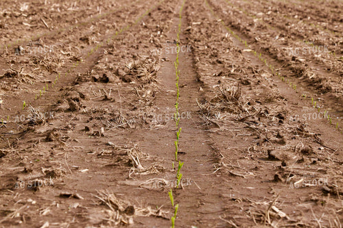 Early Growth Corn Field 299261