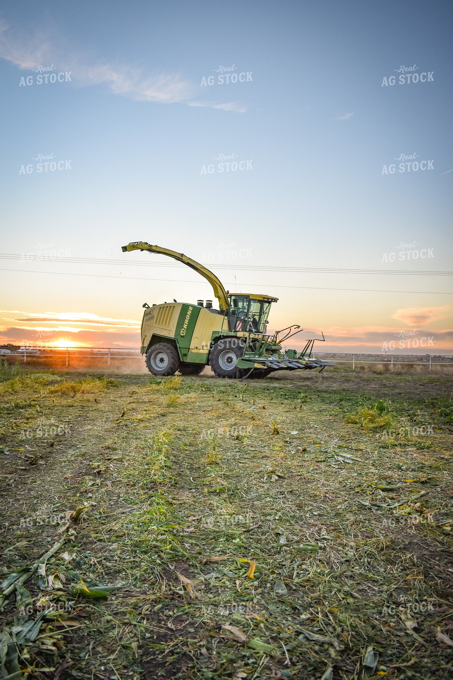 Silage Harvest 56248
