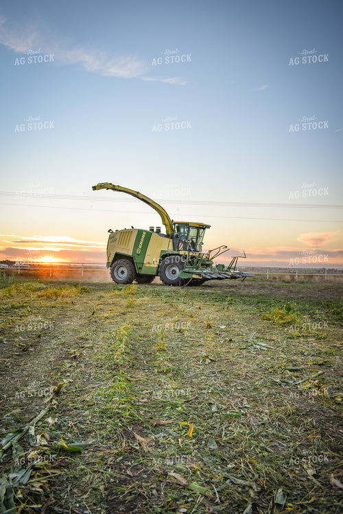 Silage Harvest 56248
