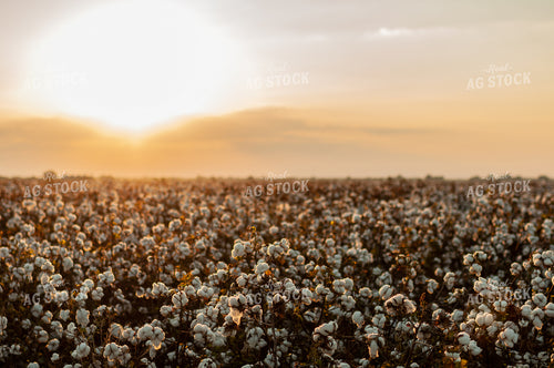 Field of Cotton 59060