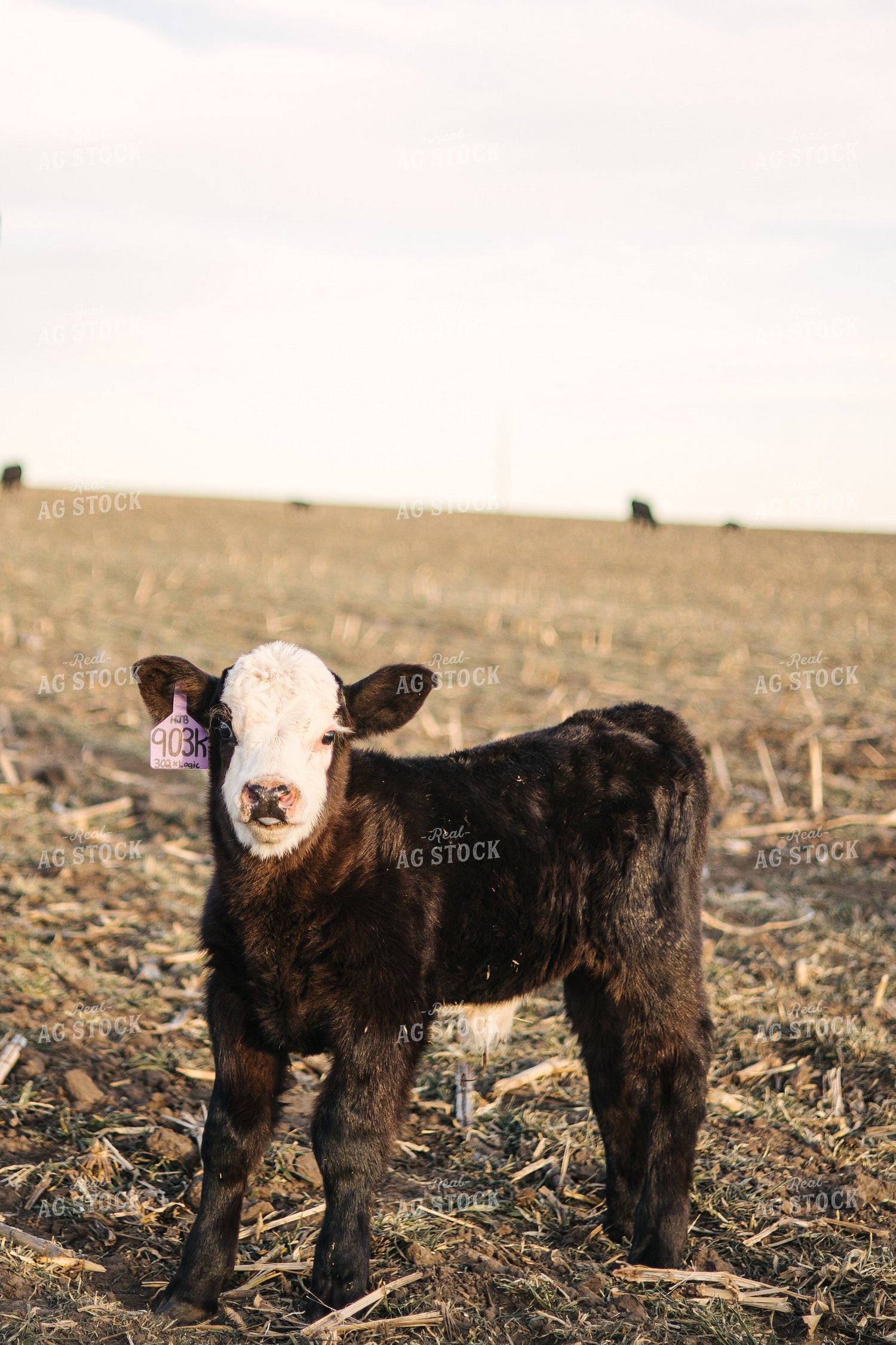 Angus Calf 70134