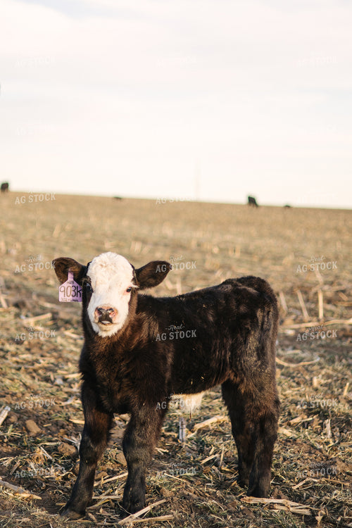 Angus Calf 70134