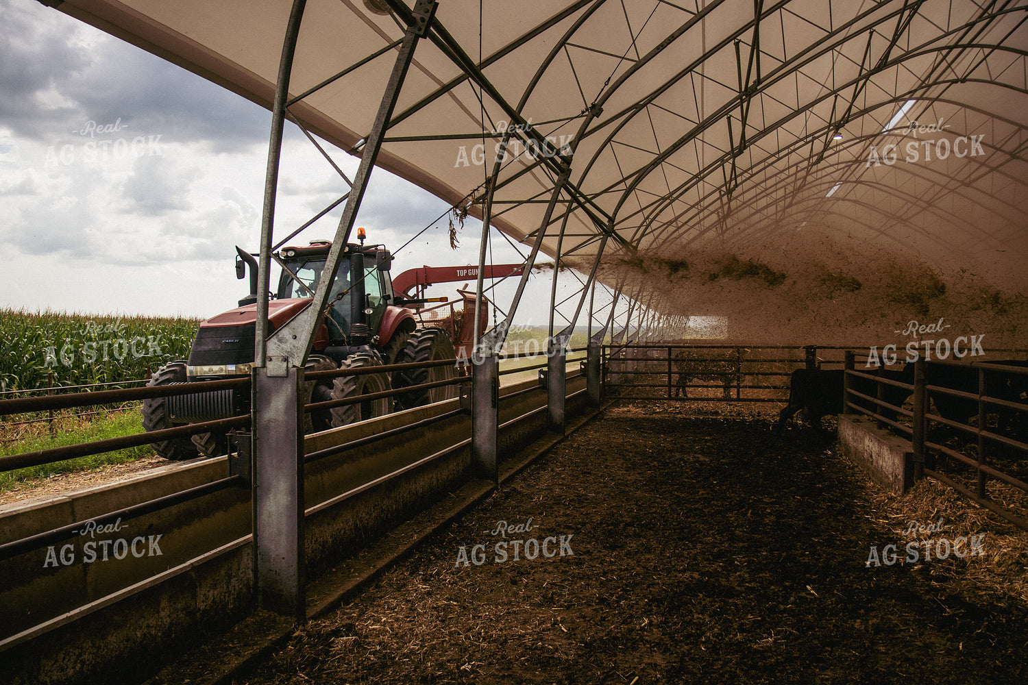 Feeding Silage to Cattle from Round Bale Processor 67411