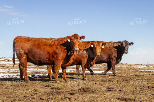 Pregnant Cows 155141