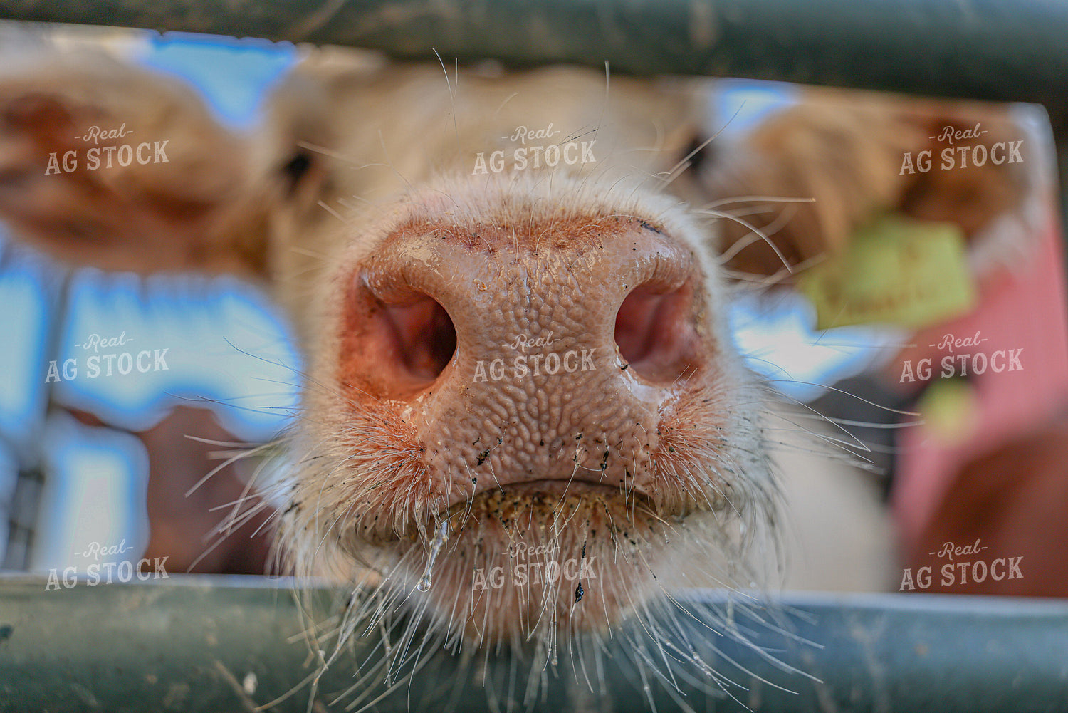 Cattle Nose Close Up 160404