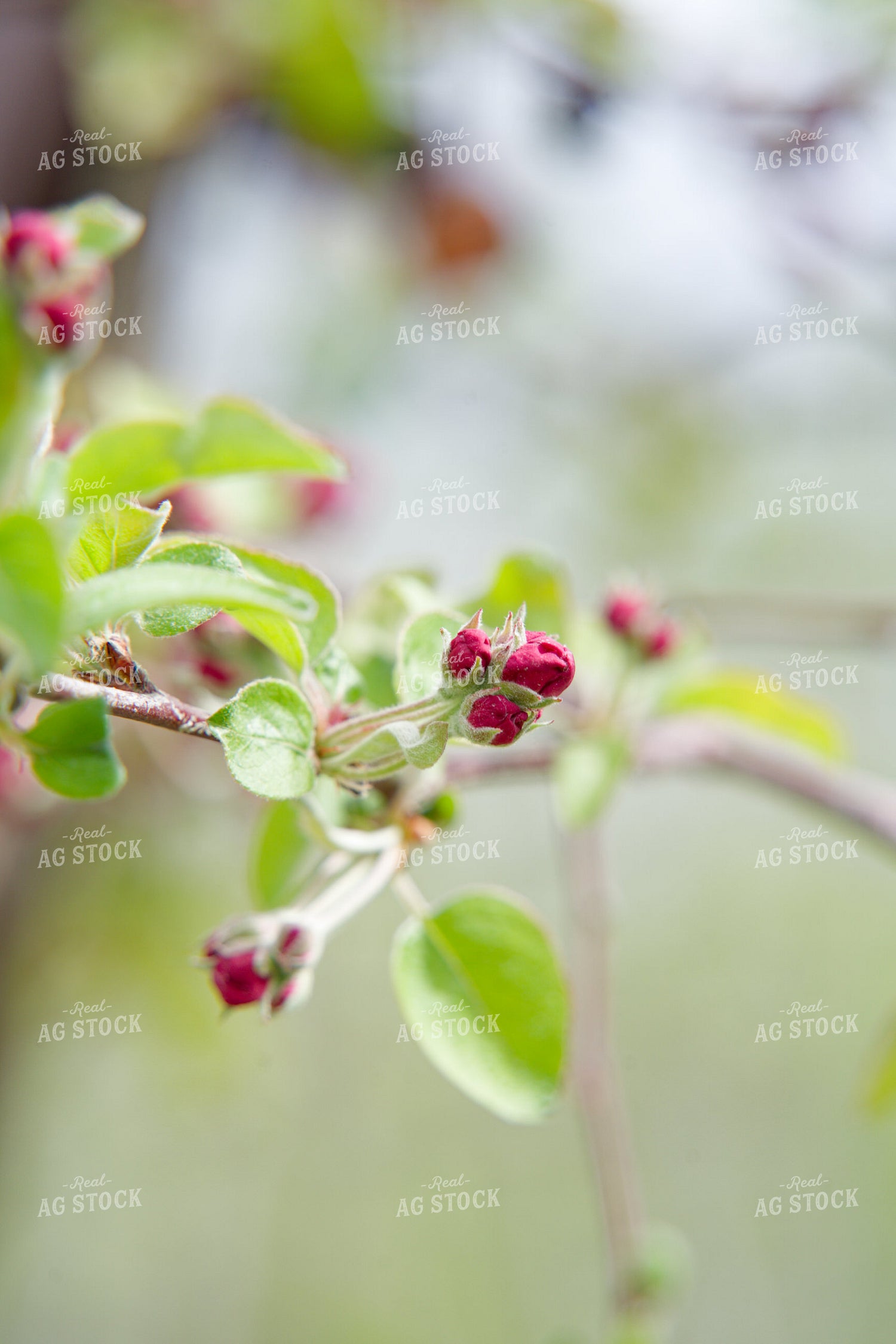 Buds on Apple Tree 146092