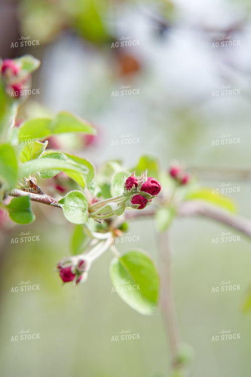 Buds on Apple Tree 146092