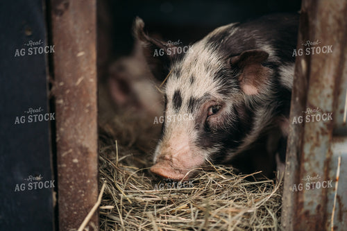 Pig in Trailer 196086