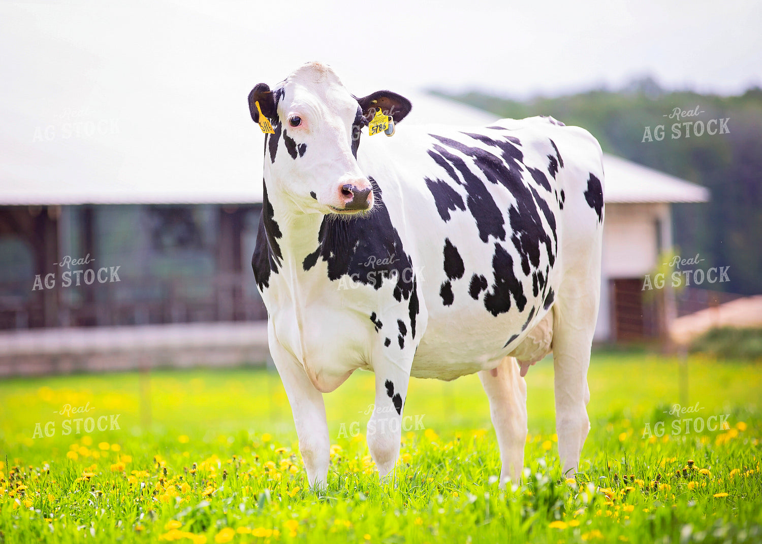 Holstein Cow on Pasture 55420