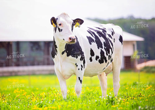 Holstein Cow on Pasture 55420