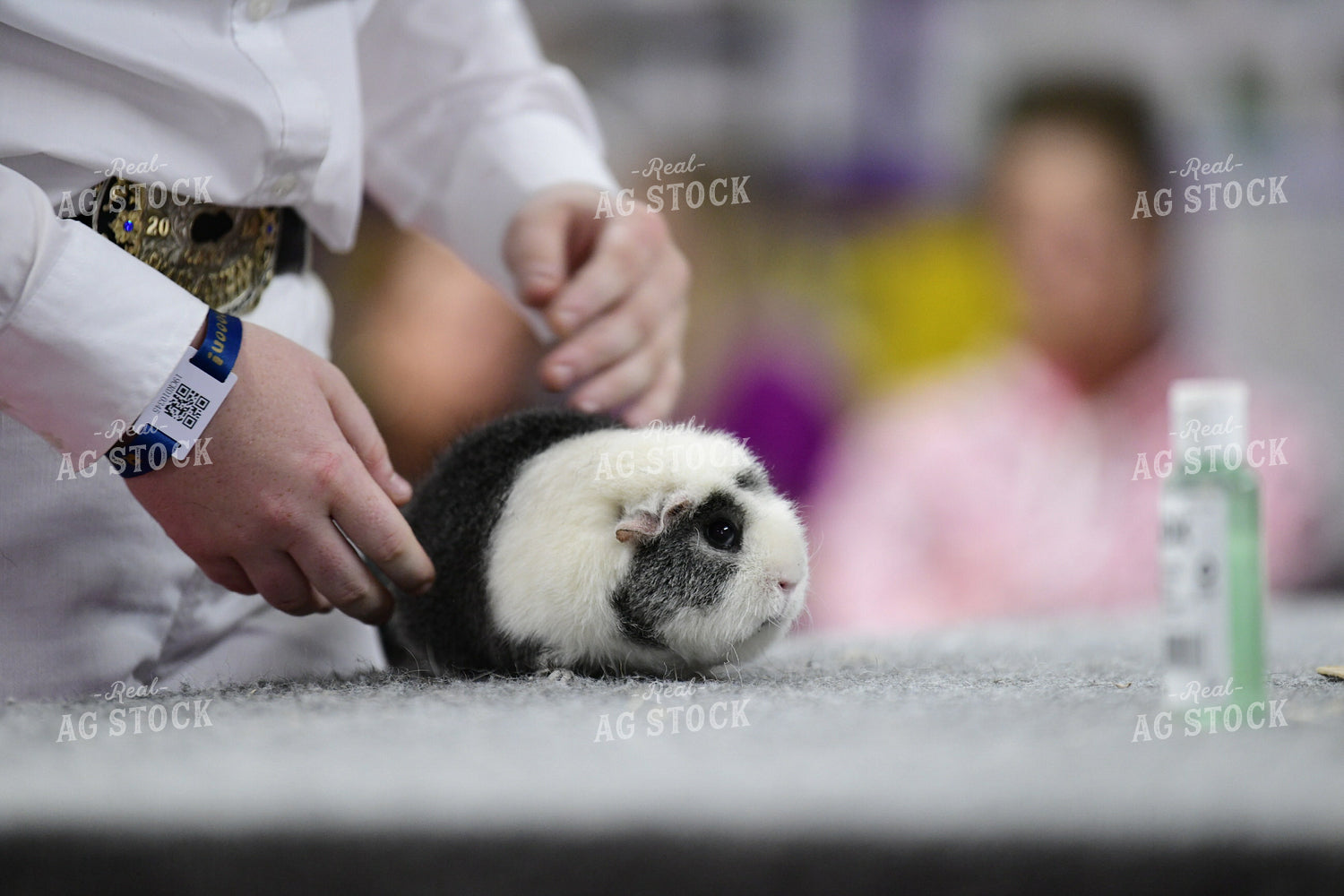 Rabbit and Cavy Showing 107011