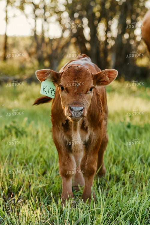 Red Angus Calf in Pasture 64246
