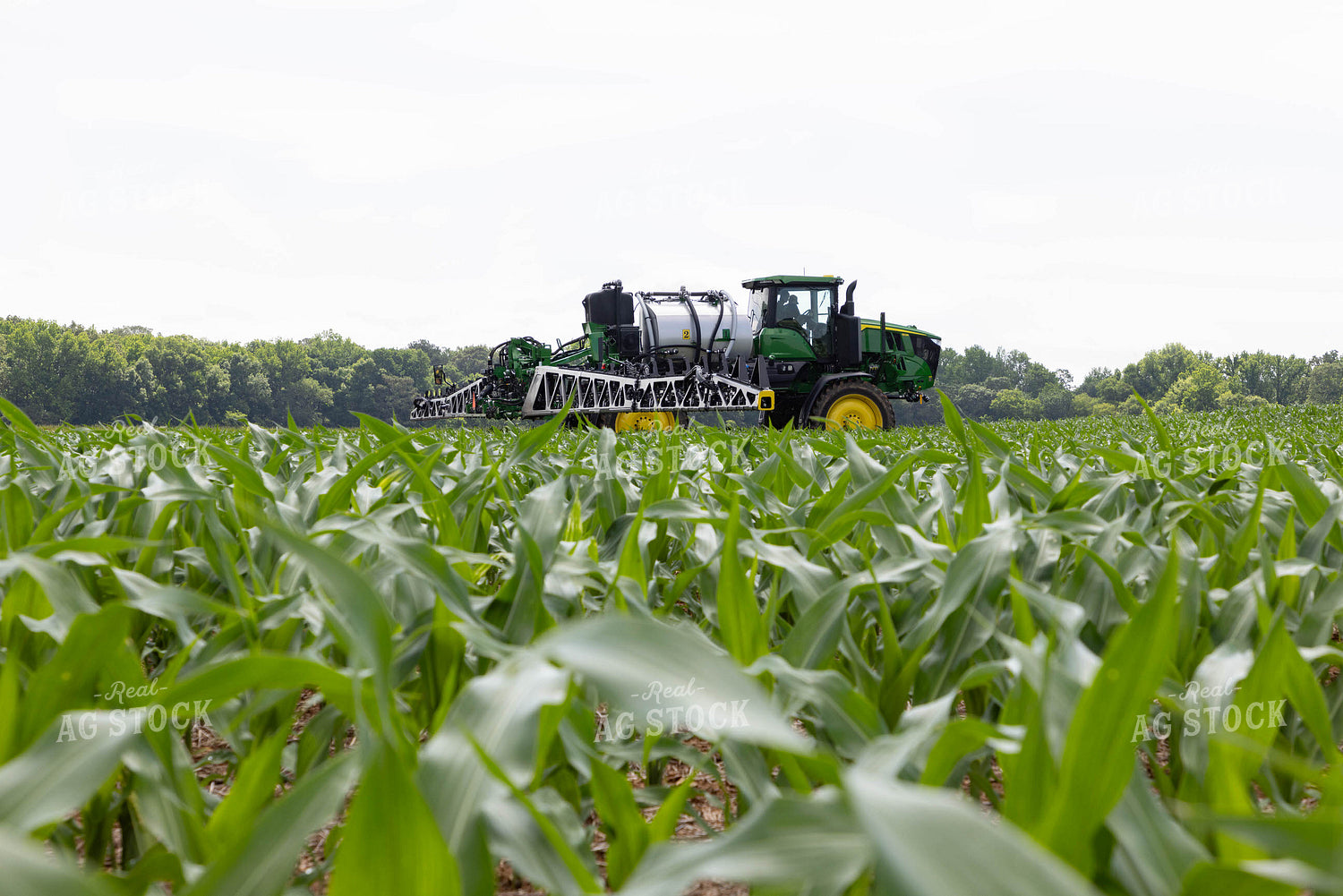 Spraying 79661