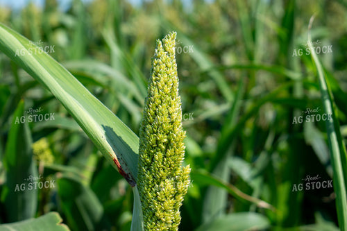 Midseason Mllet 156147