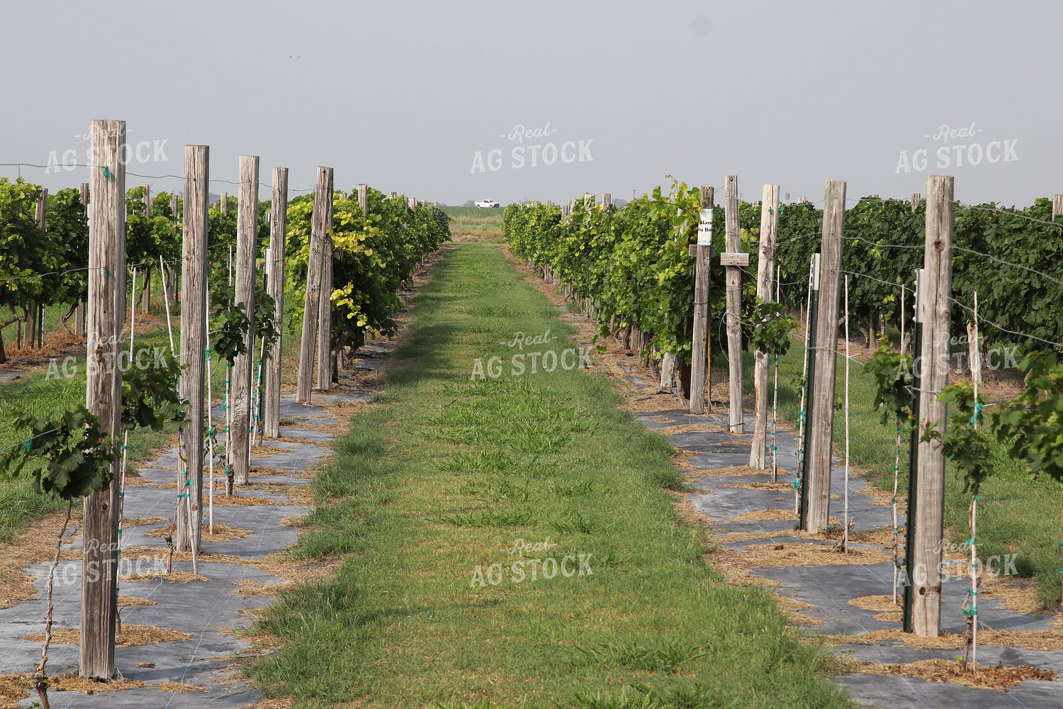 Vineyard 102078