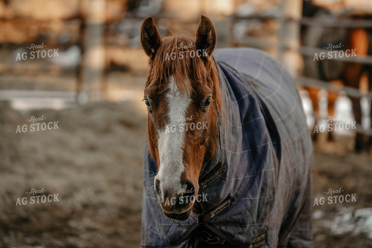 Horse Wearing Blanket 58367