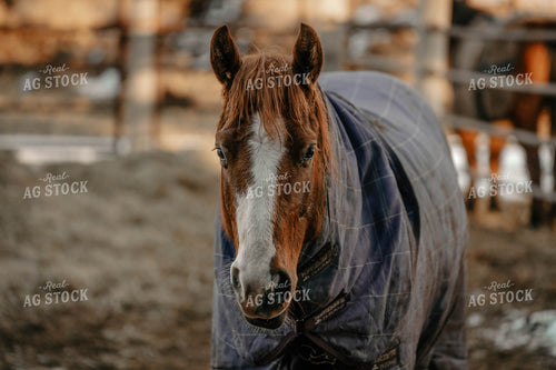 Horse Wearing Blanket 58367