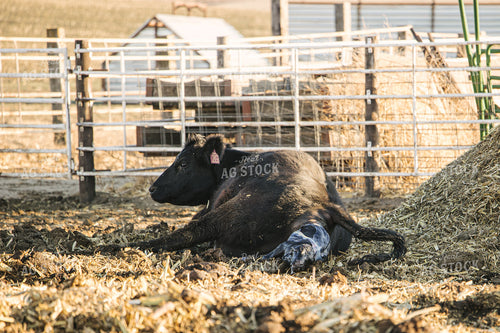 Cow Giving Birth to Calf 70112