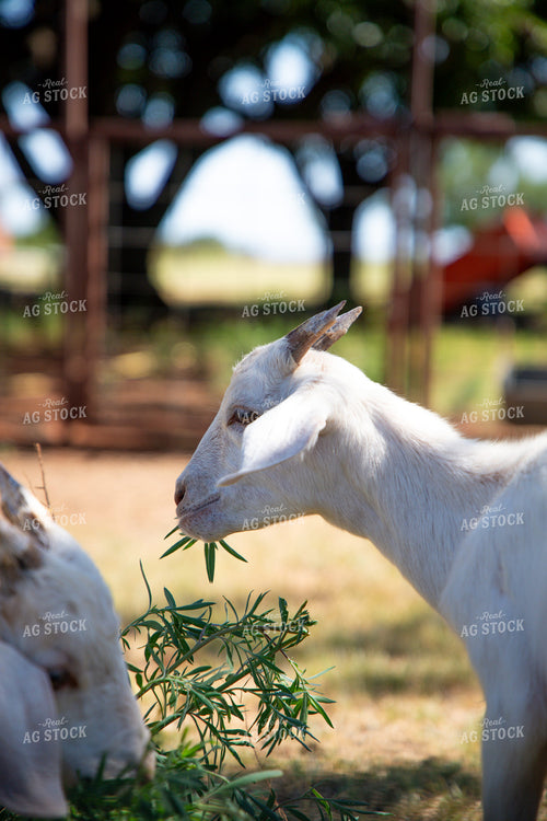 Goat 208067
