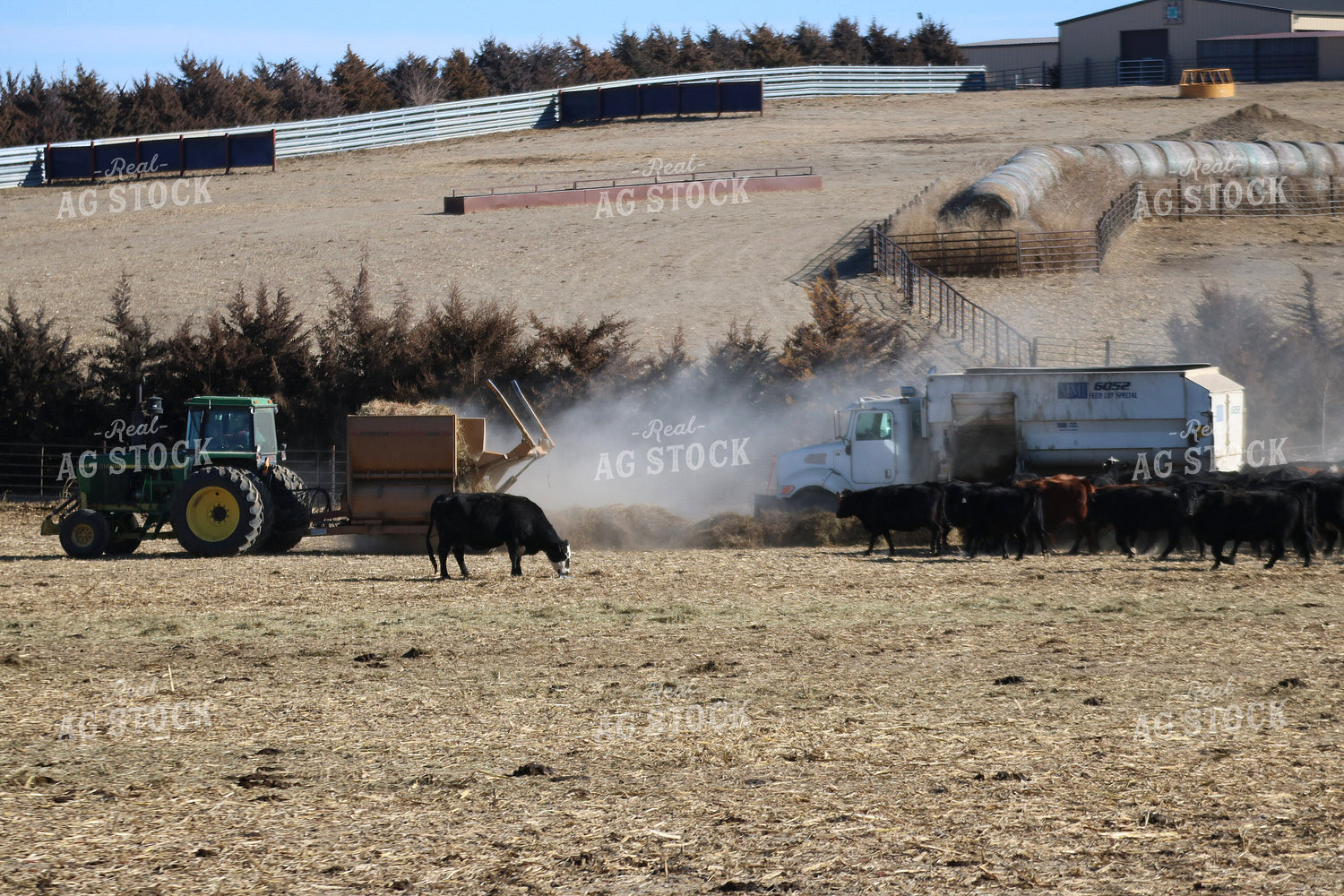 Feeding Cattle 82365