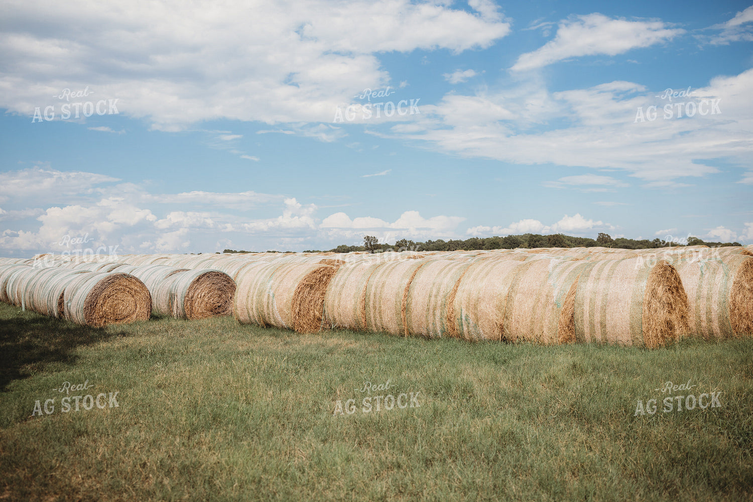 Round Bales 203066