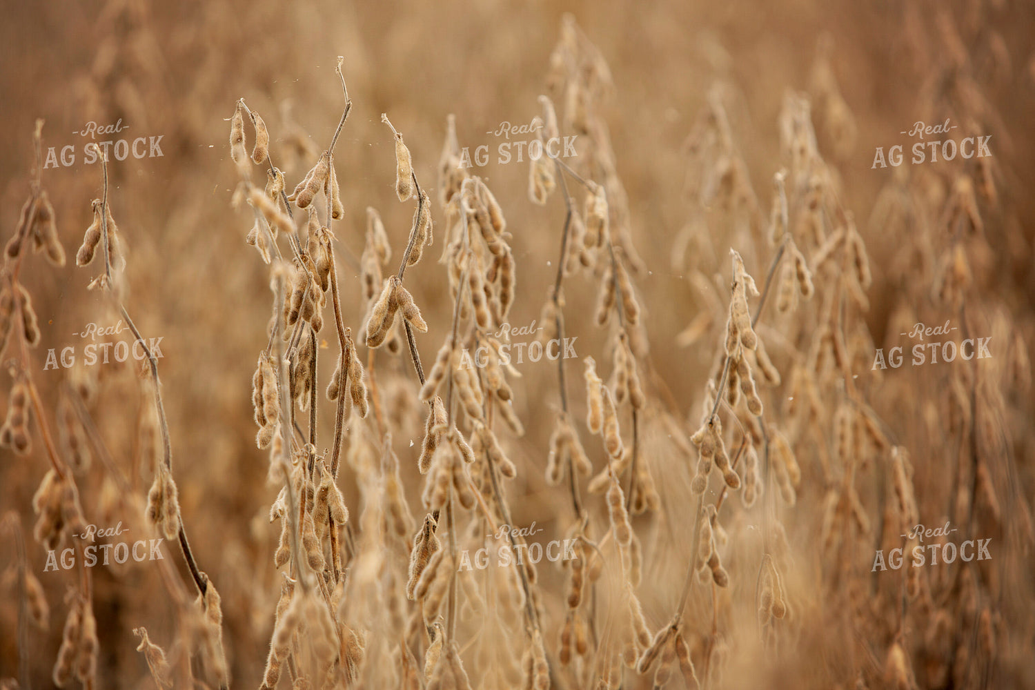 Harvest 2613