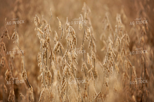 Harvest 2613