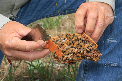 Farmer Holding Honeybees 105016