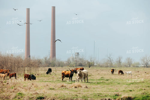 Longhorn Cattle on Pasture 205101