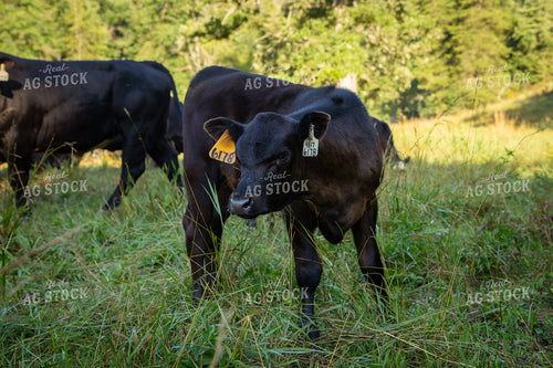 Black Angus Calf on Pasture 268419
