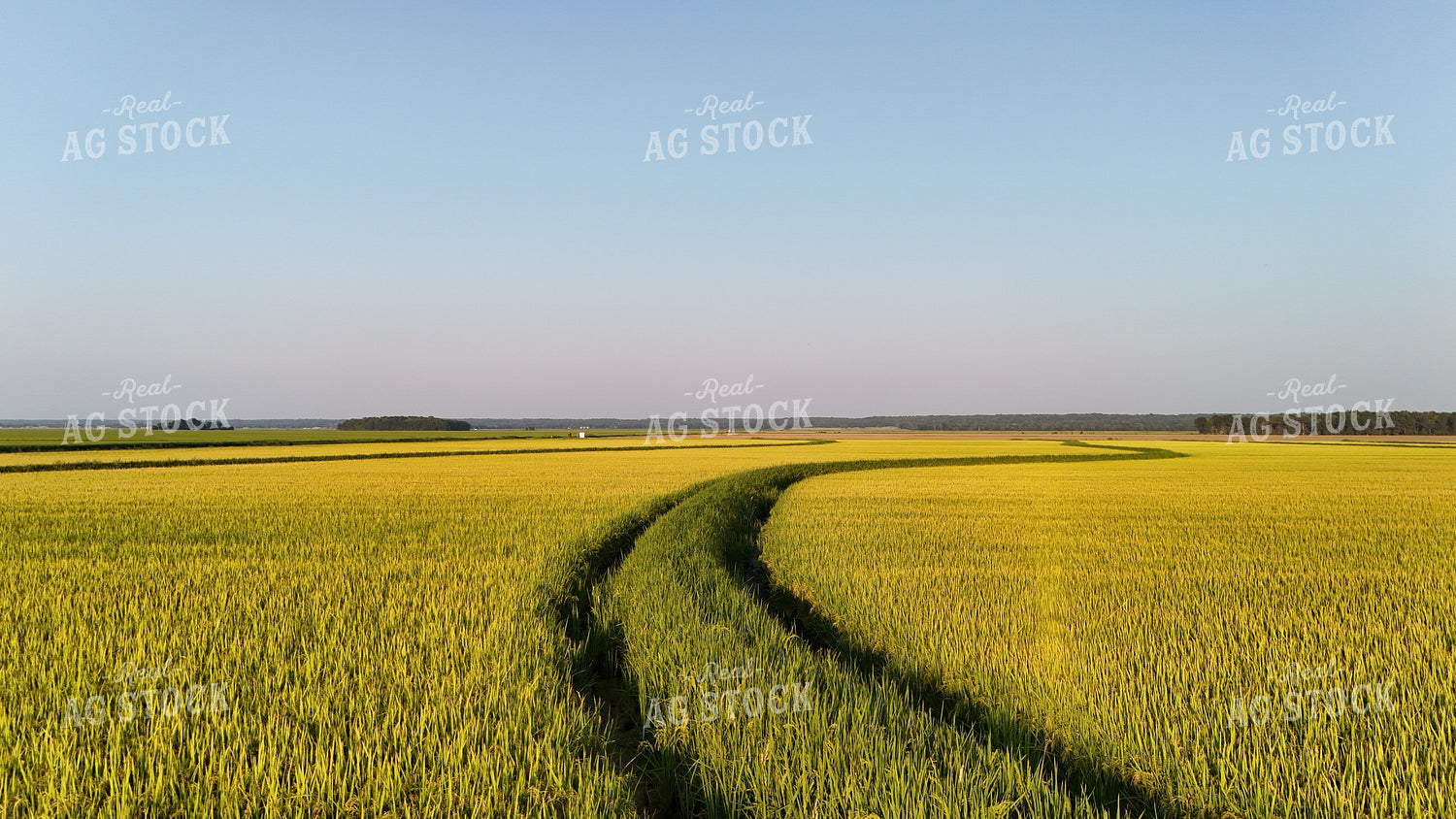Rice Field 267005
