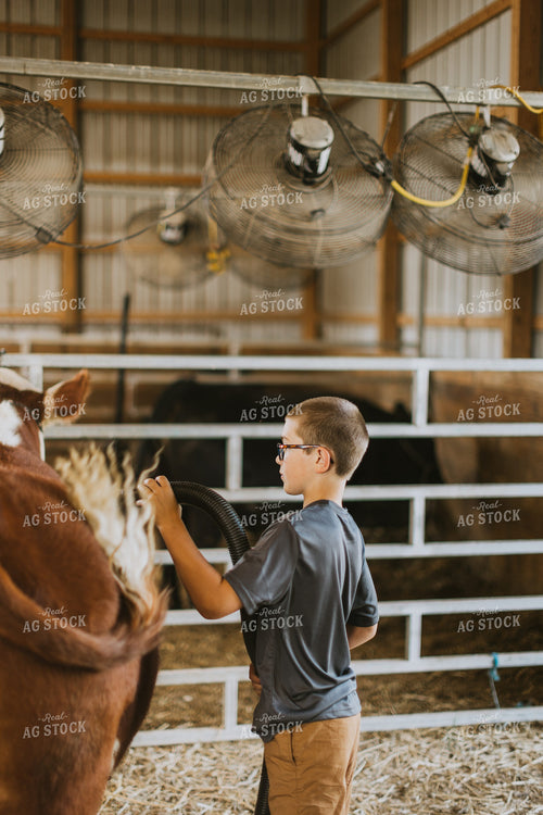 Farm Kid with Show Cow 7876