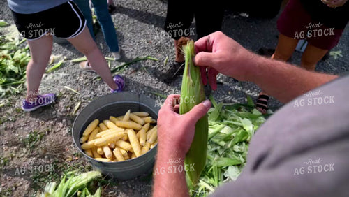 Family Shucking Sweet Corn - 266