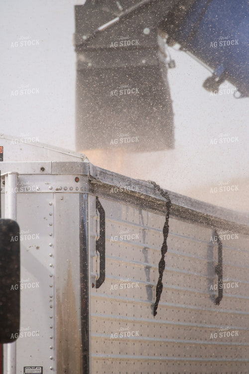 Corn Harvest 82170