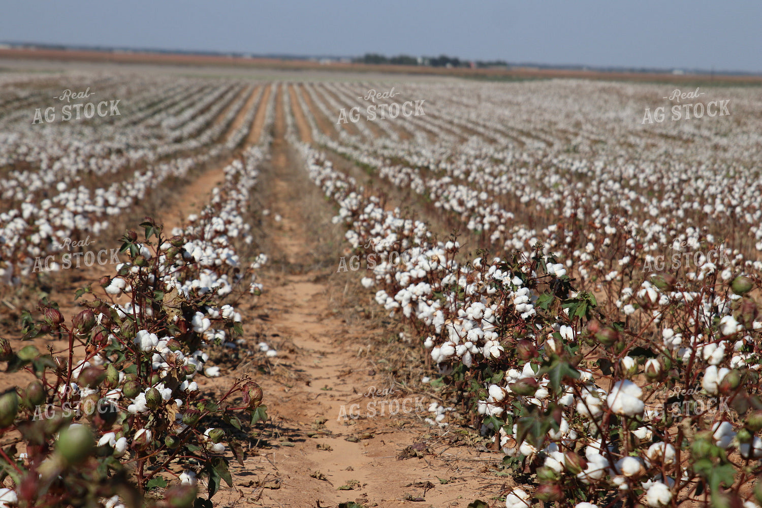 Cotton Field 102216