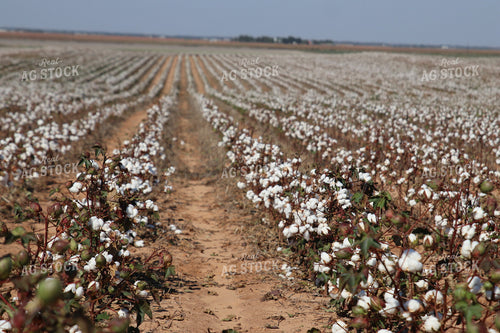 Cotton Field 102216