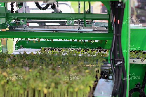 Loading Tomato Planter 109049