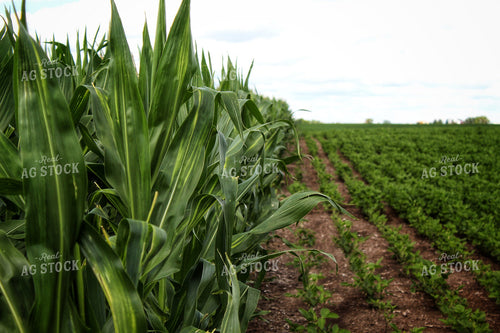 Midseason Corn and Soybeans 141360